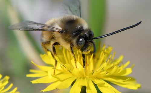 Réf. 247 193 : Eucera nigrilabris